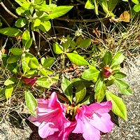 ツツジ,買い物帰りに,JA山口事務所花壇にの画像