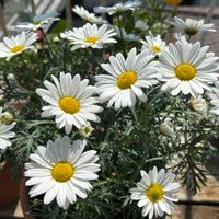 マーガレットの画像