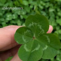 シロツメクサ,四つ葉のクローバー,植物のある暮らし,植中毒,GS映えの画像