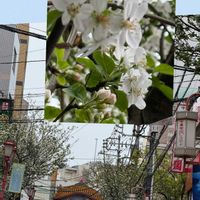 ヒメリンゴ,シドモア桜,我が家の薔薇♡,中華街南門通り,赤いツバキの木の画像