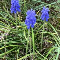 デージー,ムスカリ,小さな庭の画像