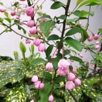 ハナカイドウの画像