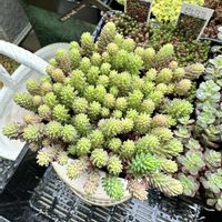 セダム,斑入りパリダム,斑入りパリダム,KOH.斑入りパリダム,セダム大好きの画像