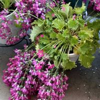 ウィンティー,ウィンティー ローズ,花芽,まだ咲きますの画像