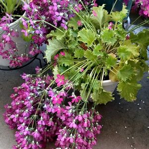 ウィンティー,ウィンティー ローズ,花芽,まだ咲きますの画像