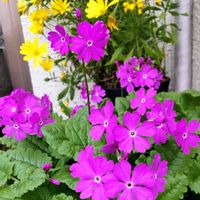 サクラソウ,サクラソウ,サクラソウ,ニホンサクラソウ,プリムラ マラコイデスの画像