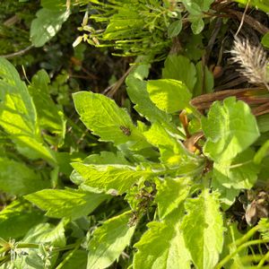 雑草,かわいい雑草,雑草図鑑の画像