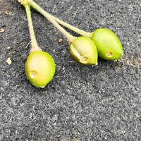 サクランボ,作業記録の画像