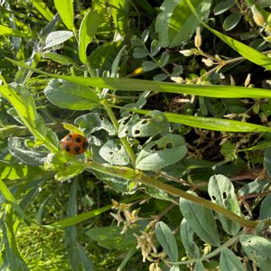 雑草,かわいい雑草,雑草図鑑の画像