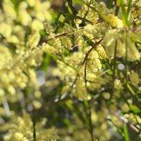 ミモザ,チーム愛知,GSアダルトチーム,2018年同期集まれ♪,2018年同期集まれ♪No.3の画像