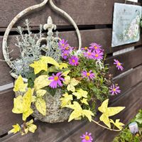 ブラキカム,ギャザリングの画像