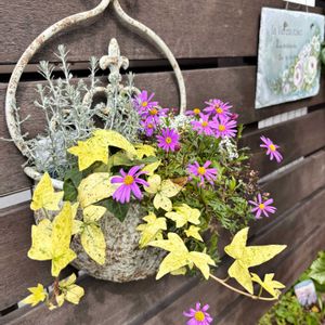 ブラキカム,ギャザリングの画像