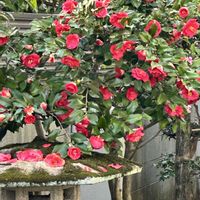 ツバキ,ハナカイドウ,我が家の庭の画像