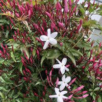 ハゴロモジャスミン,宿根イベリスの画像