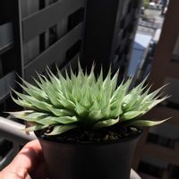 ハオルチア,ハオルチア ハリー,多肉植物,ハオルチア属,ハオルシア属     の画像