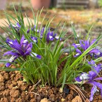 ローズマリー,ベロニカ・マダムマルシア,ツタバウンラン,ツルニチソウ,今庭の画像