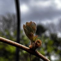 ブドウ,マスカットの画像