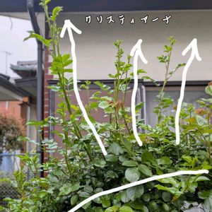 バラ,薔薇,バラ、薔薇、ばら,ガーデニング,花のある暮らしの画像