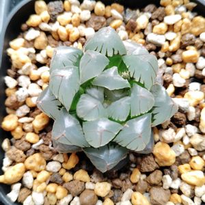 ハオルチア,オブツーサ錦,育成ライト,多肉植物,初心者の画像