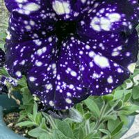 ペチュニア,ミッドナイトスカイ,ペチュニア ミッドナイトスカイ,ガーデニング初心者,おうち園芸の画像