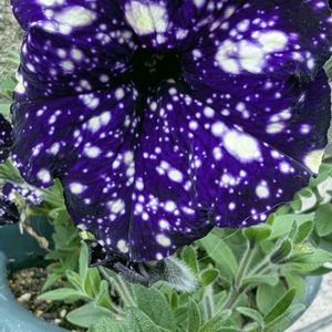 ペチュニア,ミッドナイトスカイ,ペチュニア ミッドナイトスカイ,ガーデニング初心者,おうち園芸の画像