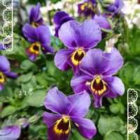 ネメシア,幻夢,神戸べっぴんさんビオラ 幻夢,いい香り,プランター植えの画像