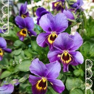 ネメシア,幻夢,神戸べっぴんさんビオラ 幻夢,いい香り,プランター植えの画像