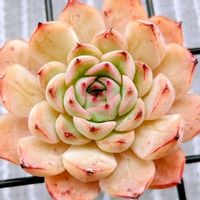 ☆購入記録☆,メキシコポルデンシス×沙羅姫牡丹,多肉植物,エケベリア属,多肉のある暮らしの画像