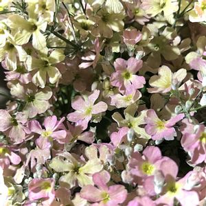 サクラソウ,ウィンティー,ウィンティー,鉢植え,花のある暮らしの画像