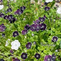 ネモフィラ,ネモフィラ ペニーブラック,地植え,庭の花,グリーンのある暮らしの画像