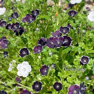 ネモフィラ,ネモフィラ ペニーブラック,地植え,庭の花,グリーンのある暮らしの画像