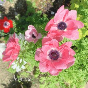 アネモネ,地植え,球根植物,庭の花,2年目の画像