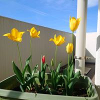 花のある暮らし,畑仕事,花いろいろ,畑作業,愛情込めての画像