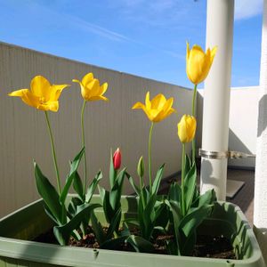 花のある暮らし,畑仕事,花いろいろ,畑作業,愛情込めての画像