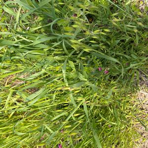 雑草,かわいい雑草,雑草図鑑の画像