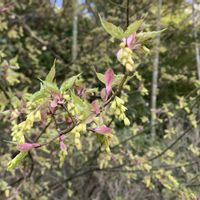 ユスラウメ,しだれ桜,ニワトコ,ウグイスカグラ（鶯神楽）,やなぎ？の画像