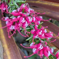 グレビレア,ご近所散歩,今日のお散歩,歩くの大好き♡の画像