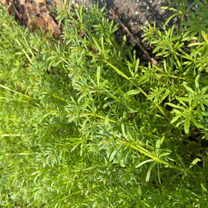 ヤエムグラ,雑草,かわいい雑草,雑草図鑑の画像