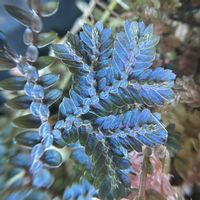 セラギネラ,セラギネラ　サイアメンシス,観葉植物,シダ植物,熱帯植物の画像