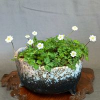 山野草,白花,鉢植え。,癒されて,黄色い花♡の画像