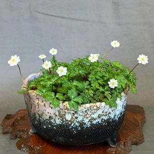 山野草,白花,鉢植え。,癒されて,黄色い花♡の画像