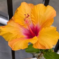 鉢植え,花のある生活,可愛い花,元気に育て,自宅の庭の画像