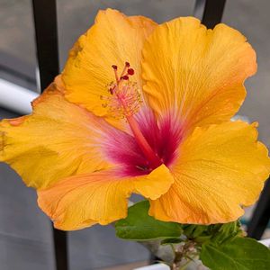 鉢植え,花のある生活,可愛い花,元気に育て,自宅の庭の画像