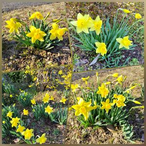 お庭作り中,日曜日はビタミンカラーの日,イエローハピネス,広い庭の画像