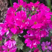 サクラソウ,シクラメン,ホトケノザ,富士山,夕暮れの画像