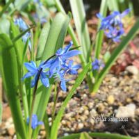 シラーシベリカ,地植え,球根植物,庭の花,放置栽培の画像