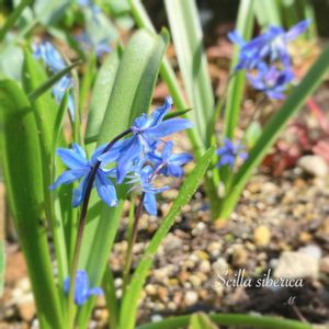 シラーシベリカ,地植え,球根植物,庭の花,放置栽培の画像