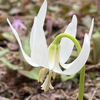 カタクリ,山野草,スプリングエフェメラルの画像