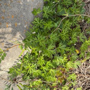 雑草,かわいい雑草,フウロソウ科,雑草図鑑の画像