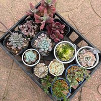 ドロサンテマム　氷晶,ドロサンテマム蜜橘,多肉植物,紅葉する多肉,クラッスラ属の画像